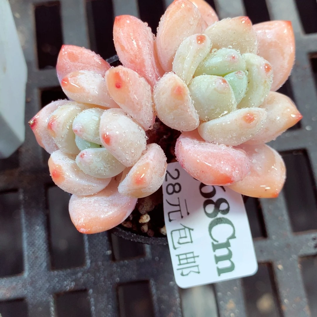 5厘米盆精控多肉568