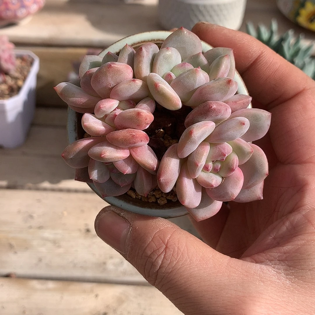 148爱丽儿多肉一棵8厘米