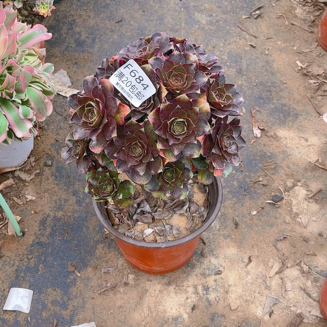 晓*684魅金玫瑰多肉小损不包