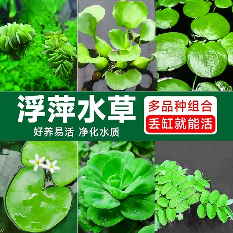 水芙蓉浮萍水草鱼缸造景懒人水培植物净化水养虾鱼缸造景水生植物