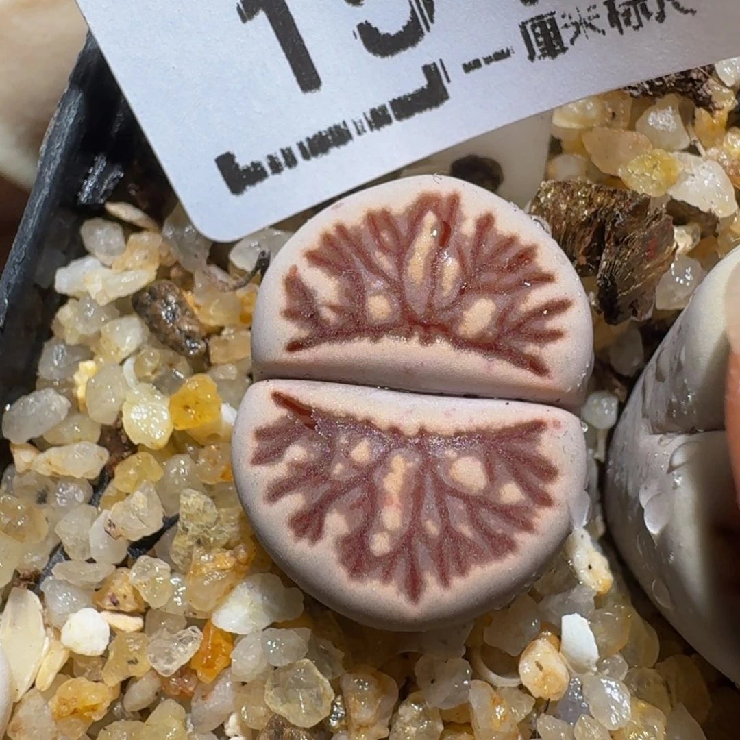 zzzz生石花肉锥1549