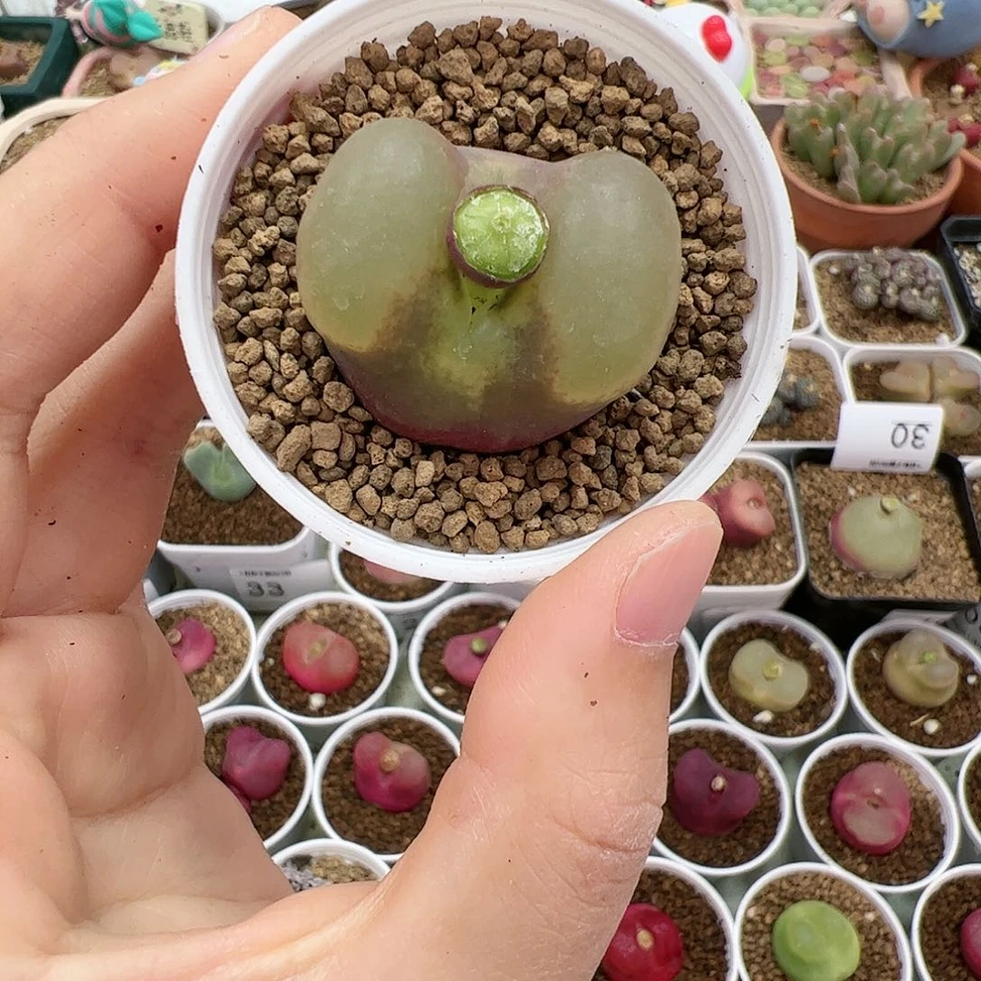 【闪购商品】69 带盆