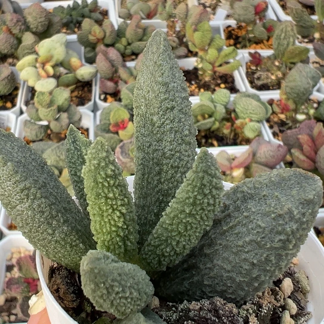 大叶型实生新品多肉植物