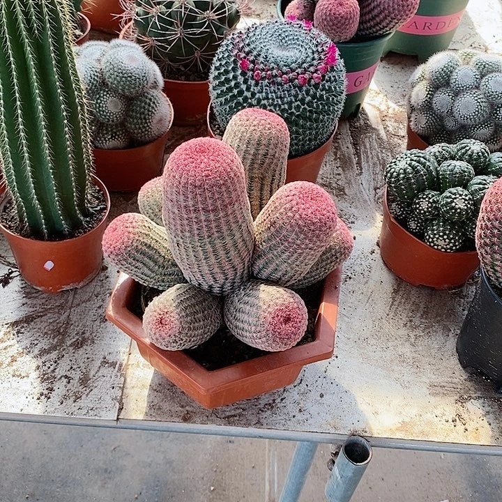 【闪购商品】红太阳群生8头