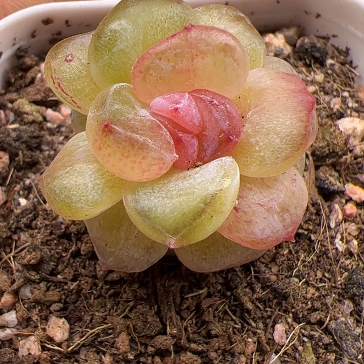 一物一拍精品糖心，尺寸不大介意勿拍