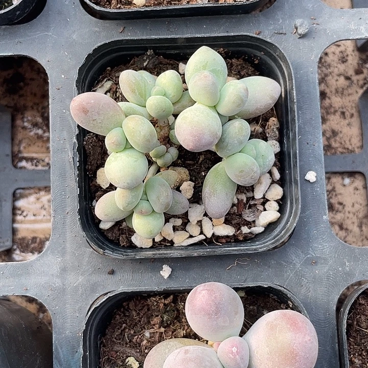 顺***.一物一拍苹果奶群满18