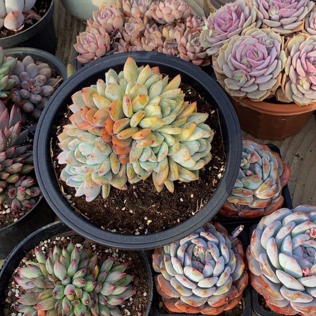 微*48包邮一物一拍多肉植物