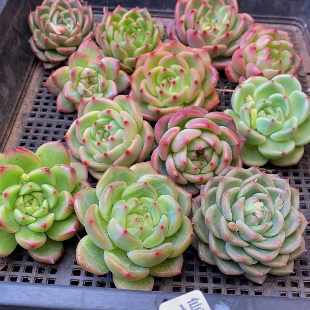 194多肉植物保护研究所所长助理