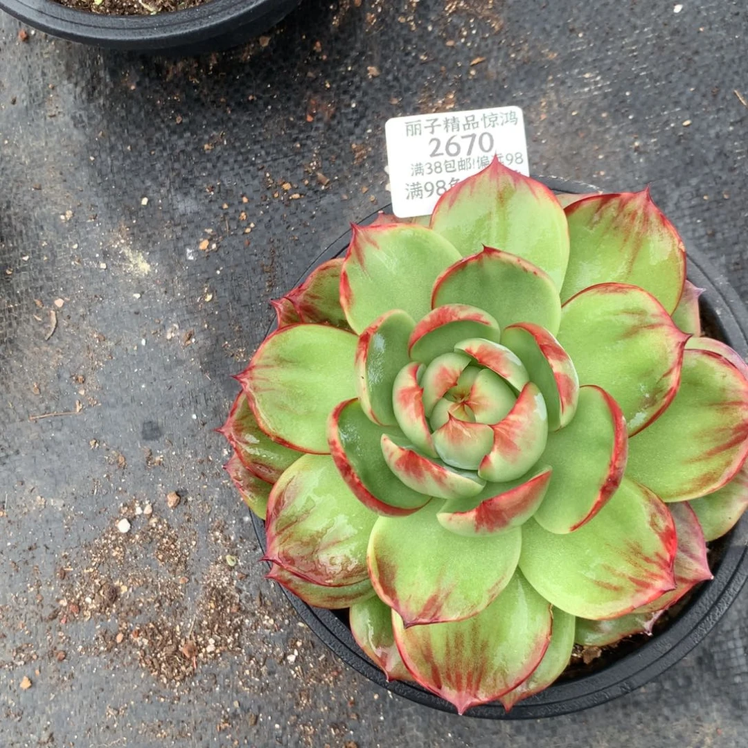 2670号多肉植物惊鸿