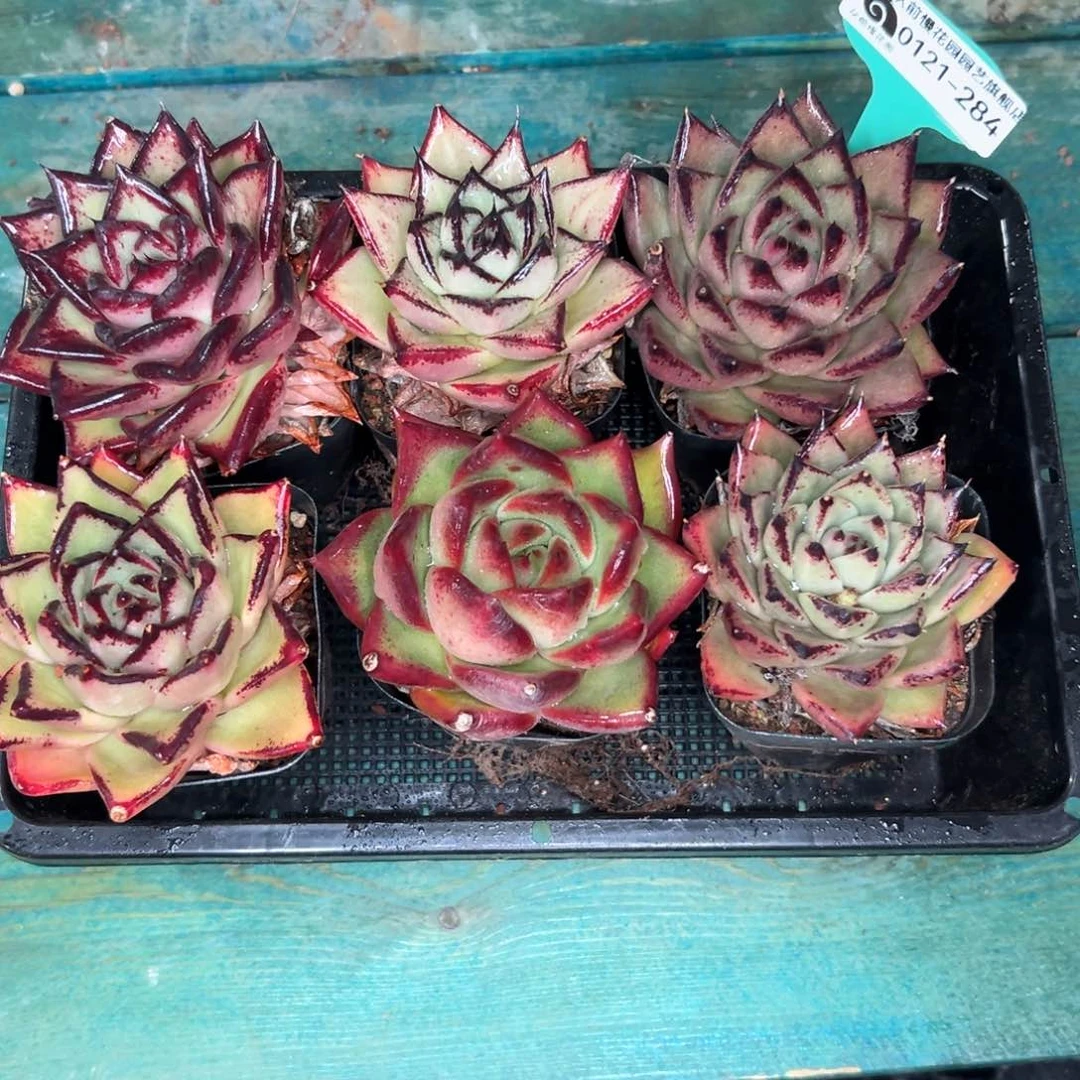 多肉精选编号0121.284