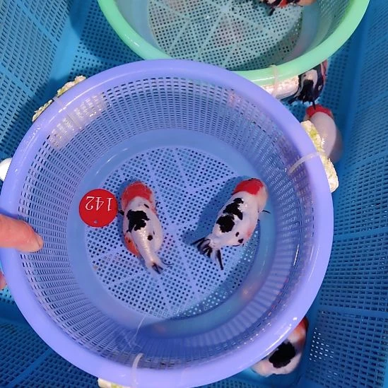 田***串金鱼142兰寿两只特价顺丰包邮