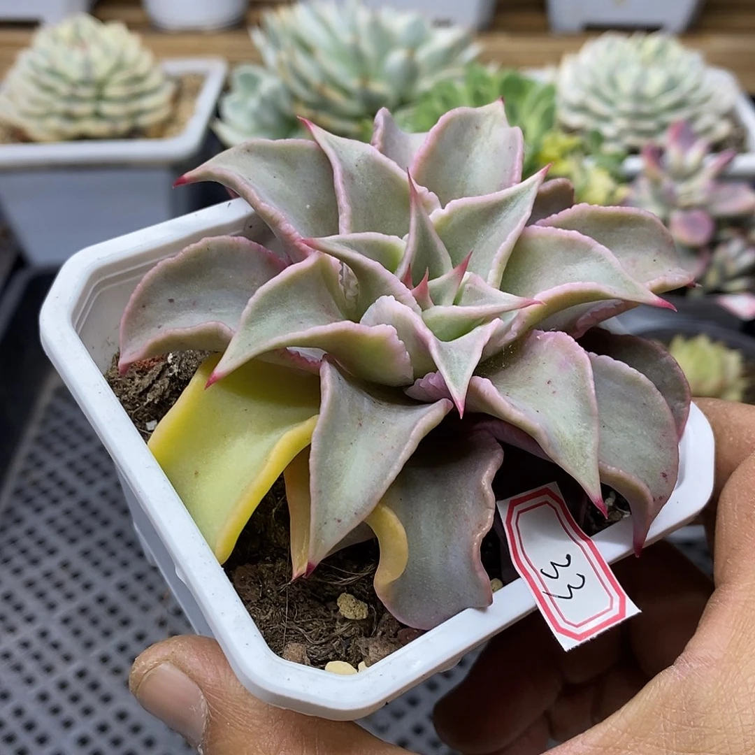 2133 饺子皮锦 需延时发货