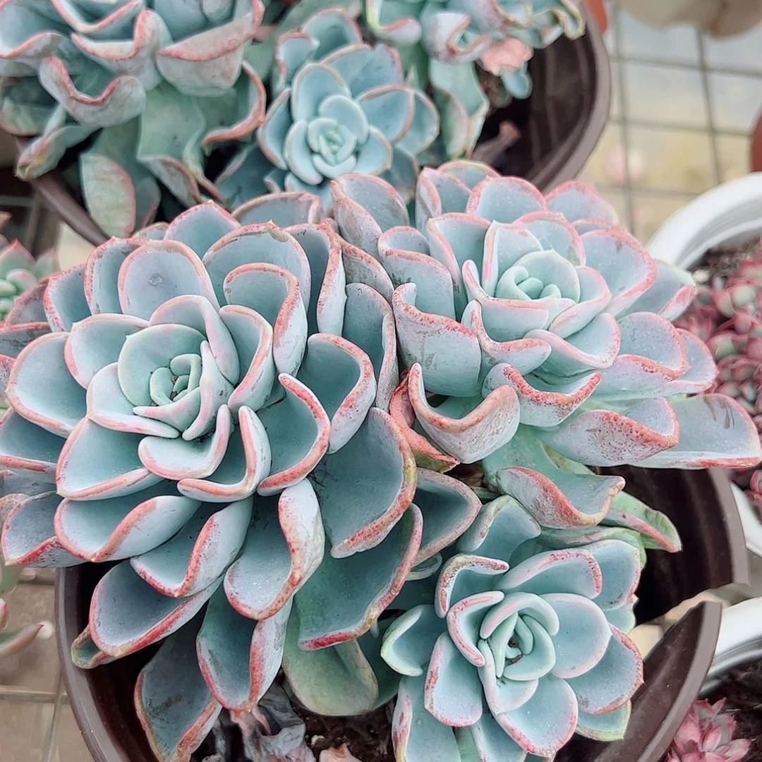 美尻多头群生老桩特价