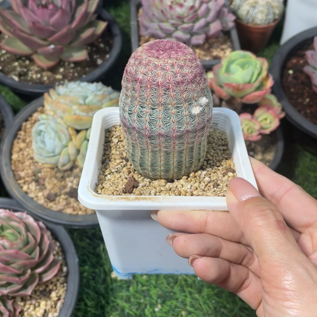 红太阳高度7 公分一物一拍