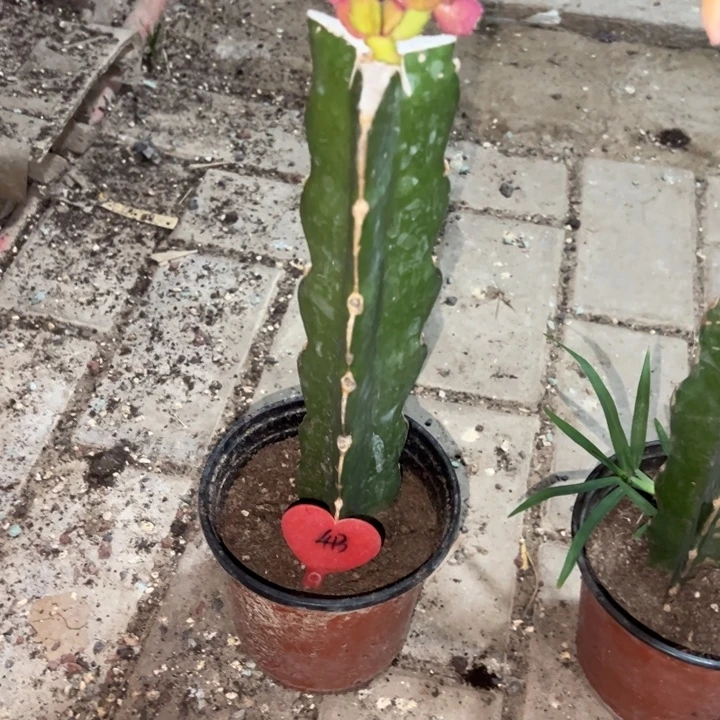 皓***皓当前无花栽培后可以开花037  413