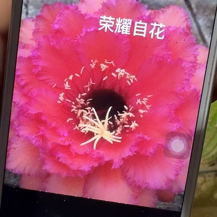 荣耀自花侧芽5公分毛花柱