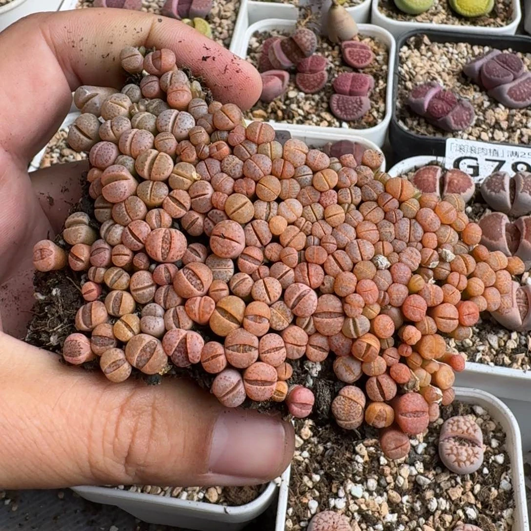 y**儿G946新版红寿丽二代一年