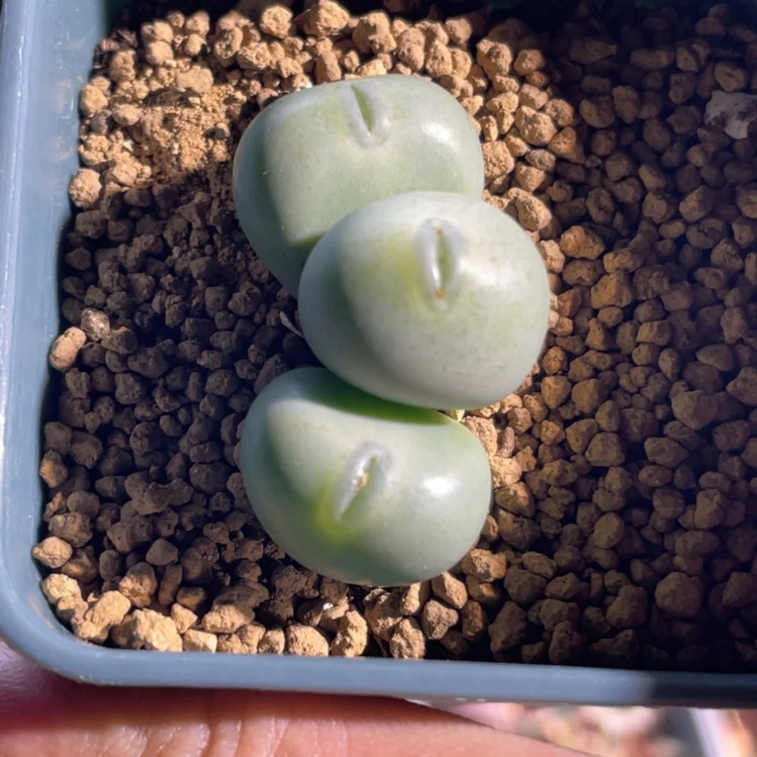 小拳拳嘟嘟嘴植物一物一拍