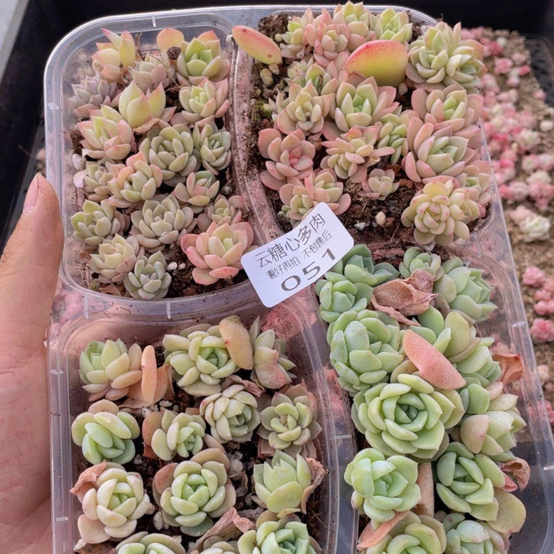 云糖心多肉植物51
