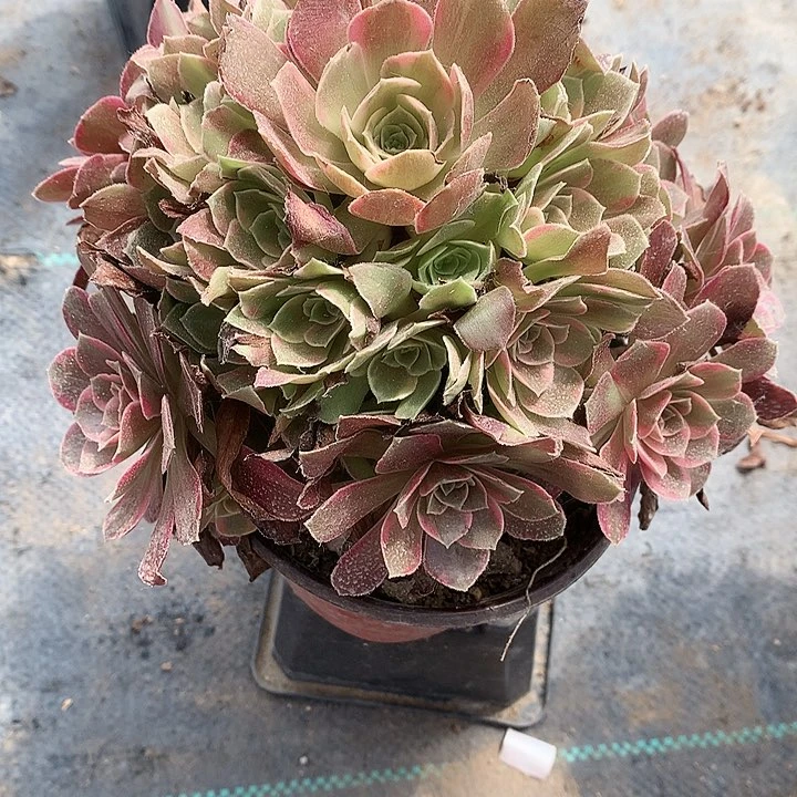 907安娜锦多肉植物