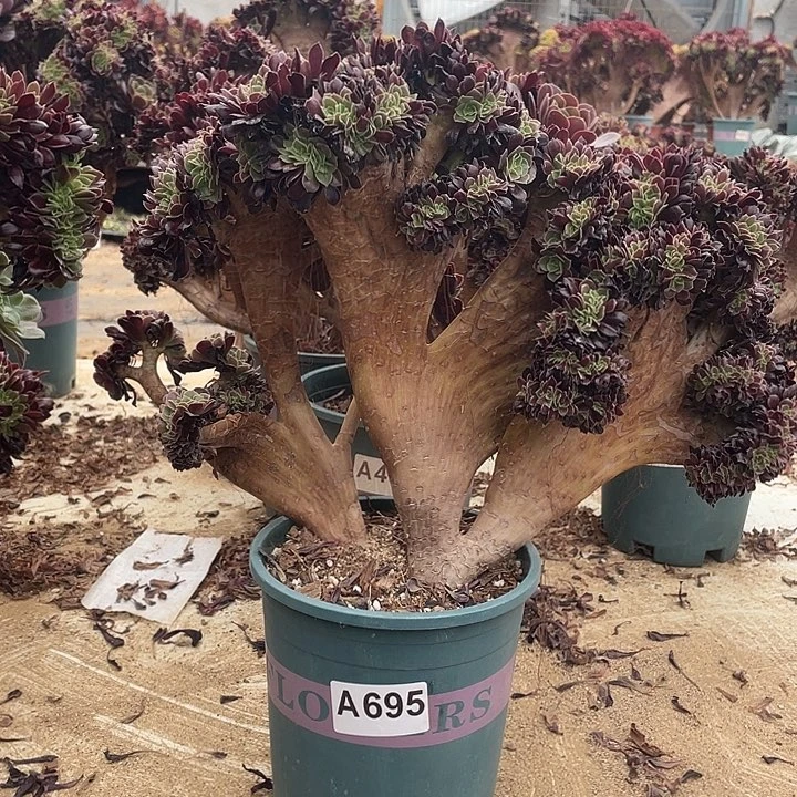 A695欧紫缀化一棵45-1脱土包邮