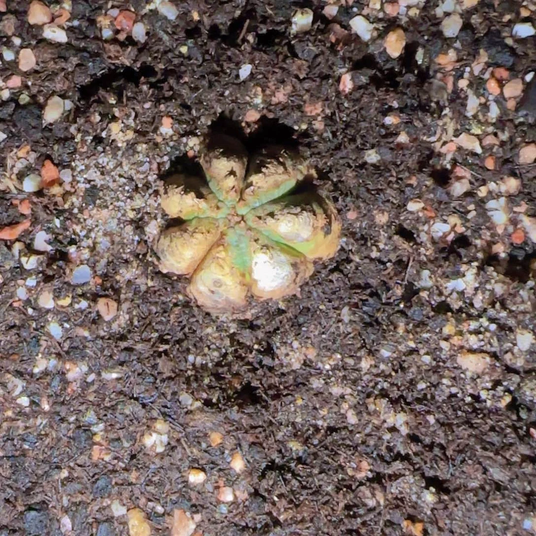 用****3块根植物块根植物