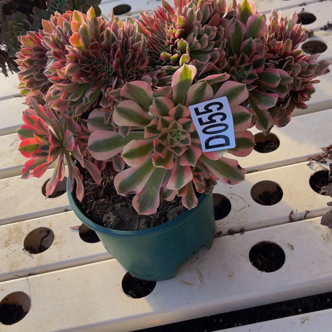 女巫法师7//////11