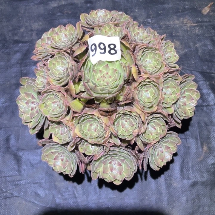 春***。半夏998号多肉植物