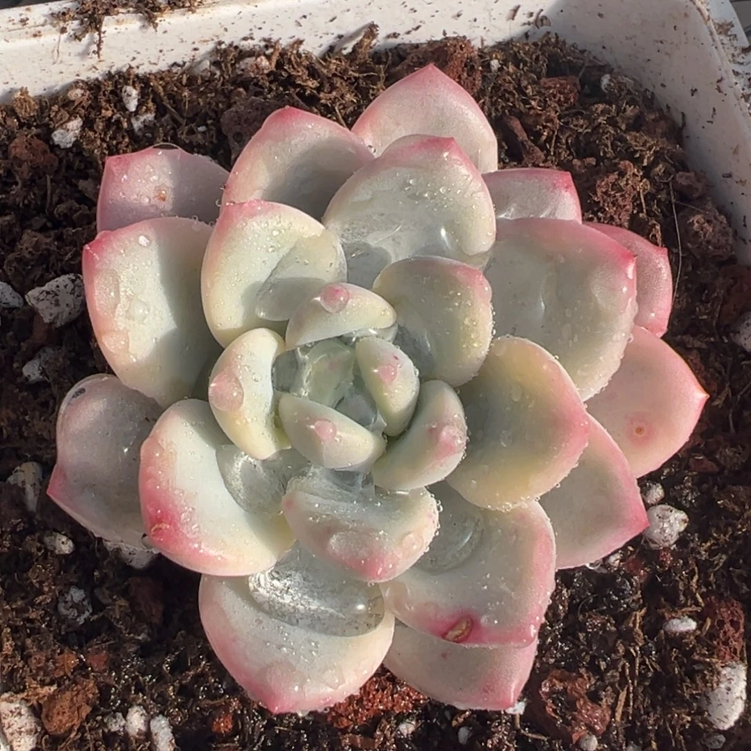 老香水锦（拉丝雨锦）覆轮锦