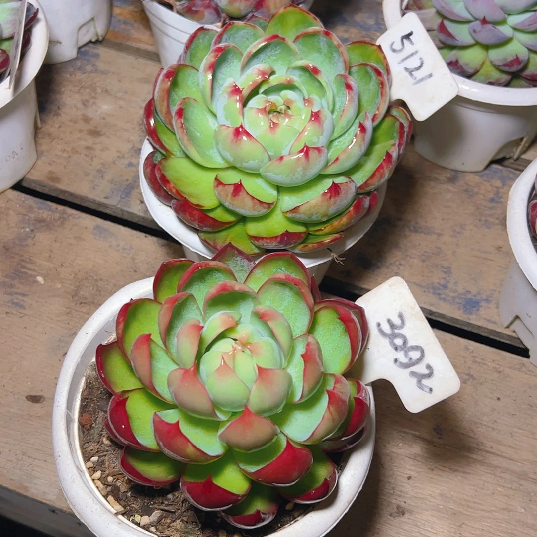 惊鸿仙子3092.5121号