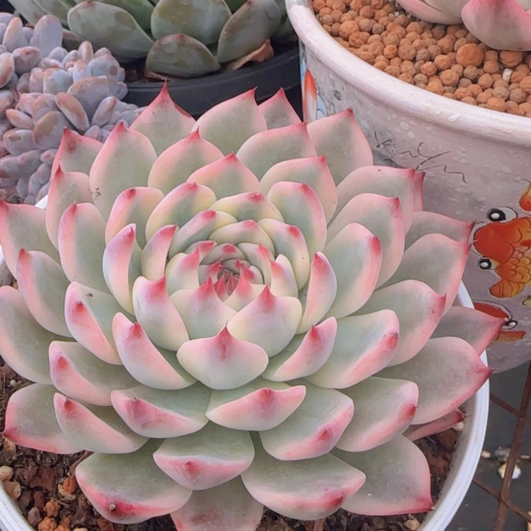 【闪购商品】吉娃娃锦99