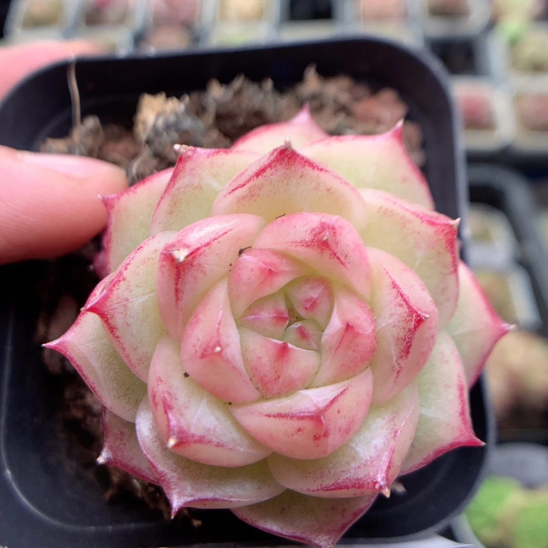 Q149 ，柿子多肉20包邮两天凑单