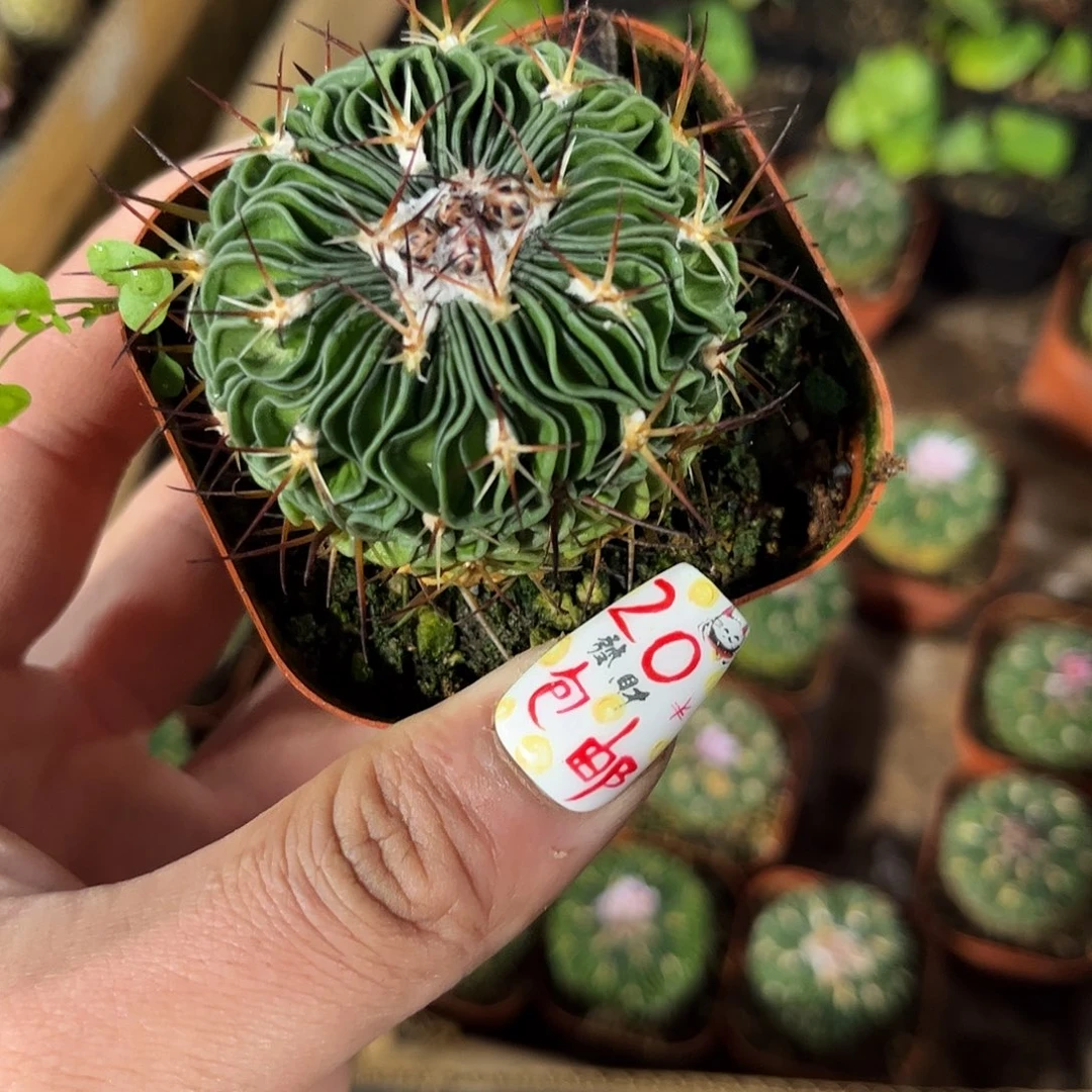 中号辛巴克单头发货有根