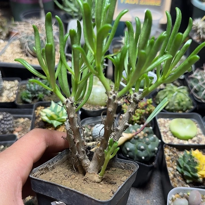 176条纹奇峰锦脱土发货