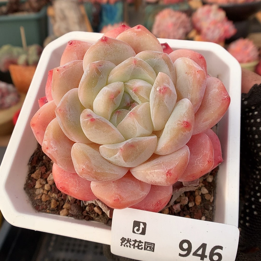 946糖心母本多肉植物