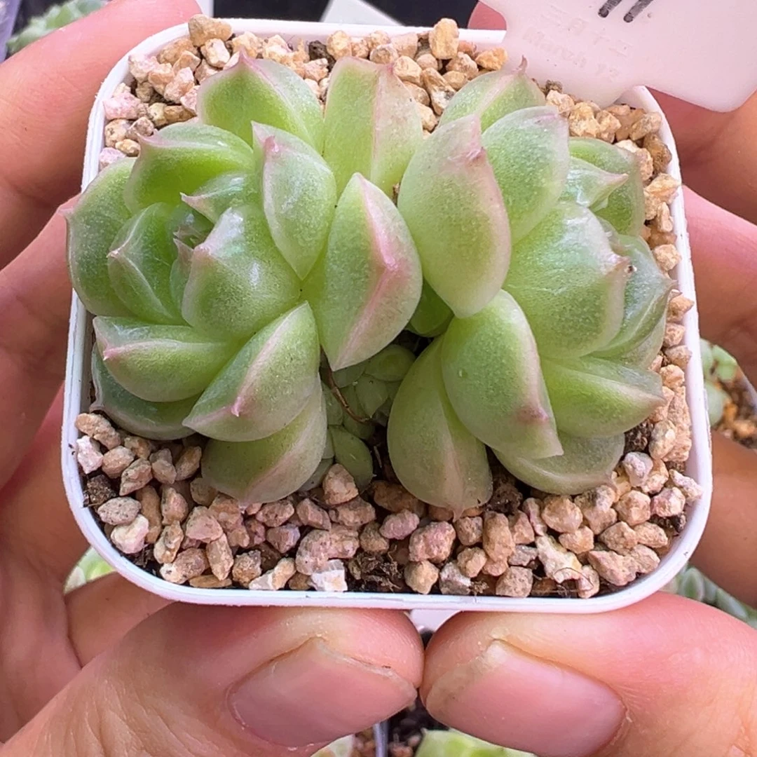 591号珍妮麦默认散