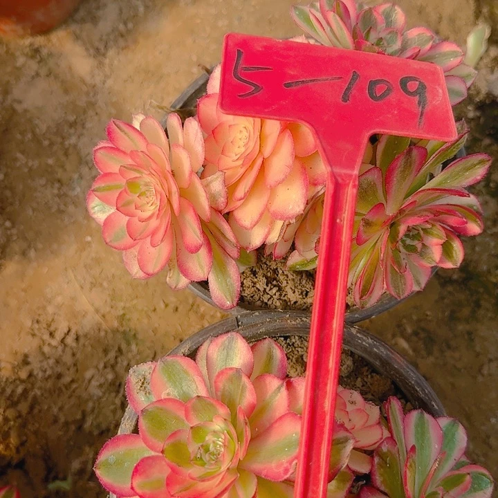 5-109---多肉植物的