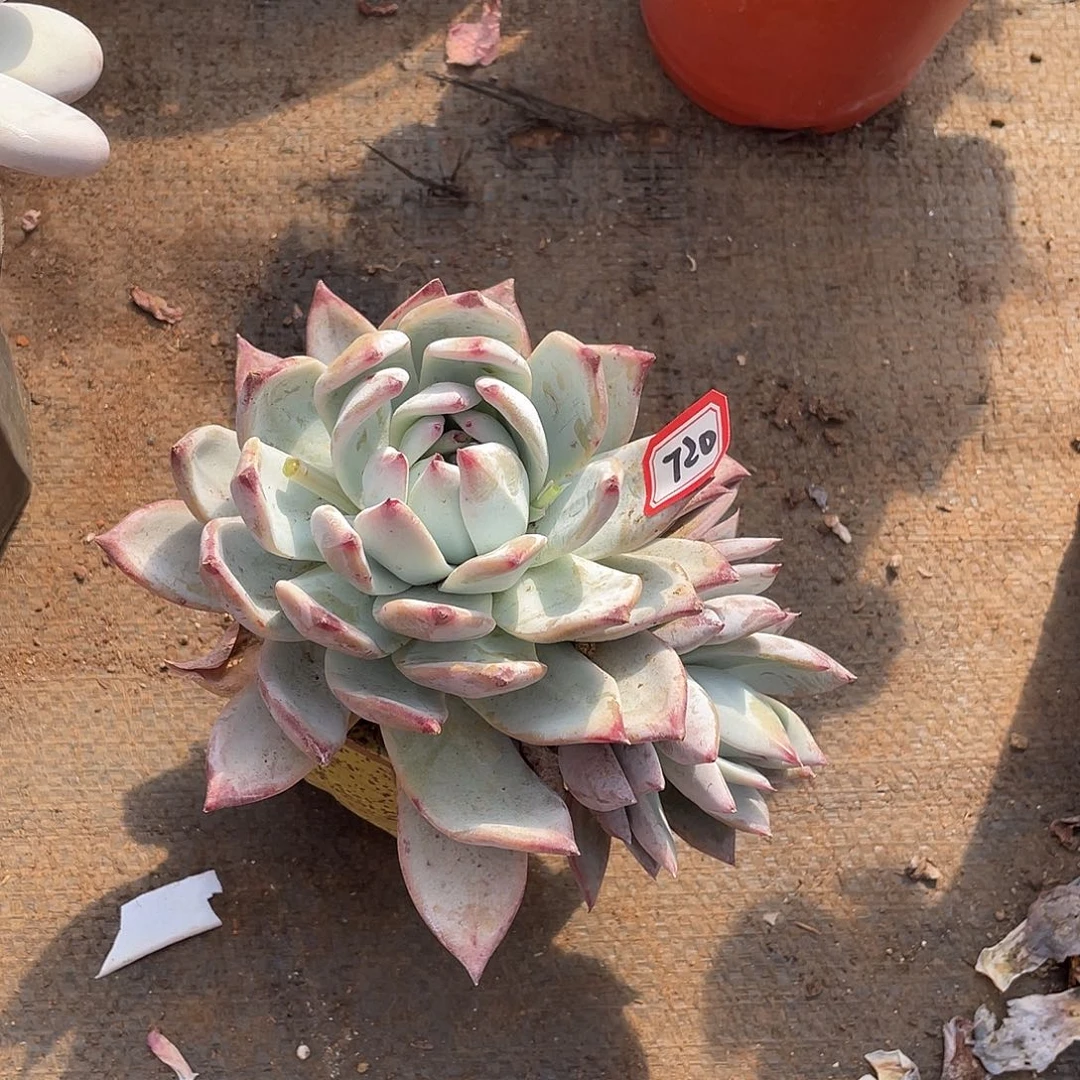 720野卡一物一拍多肉