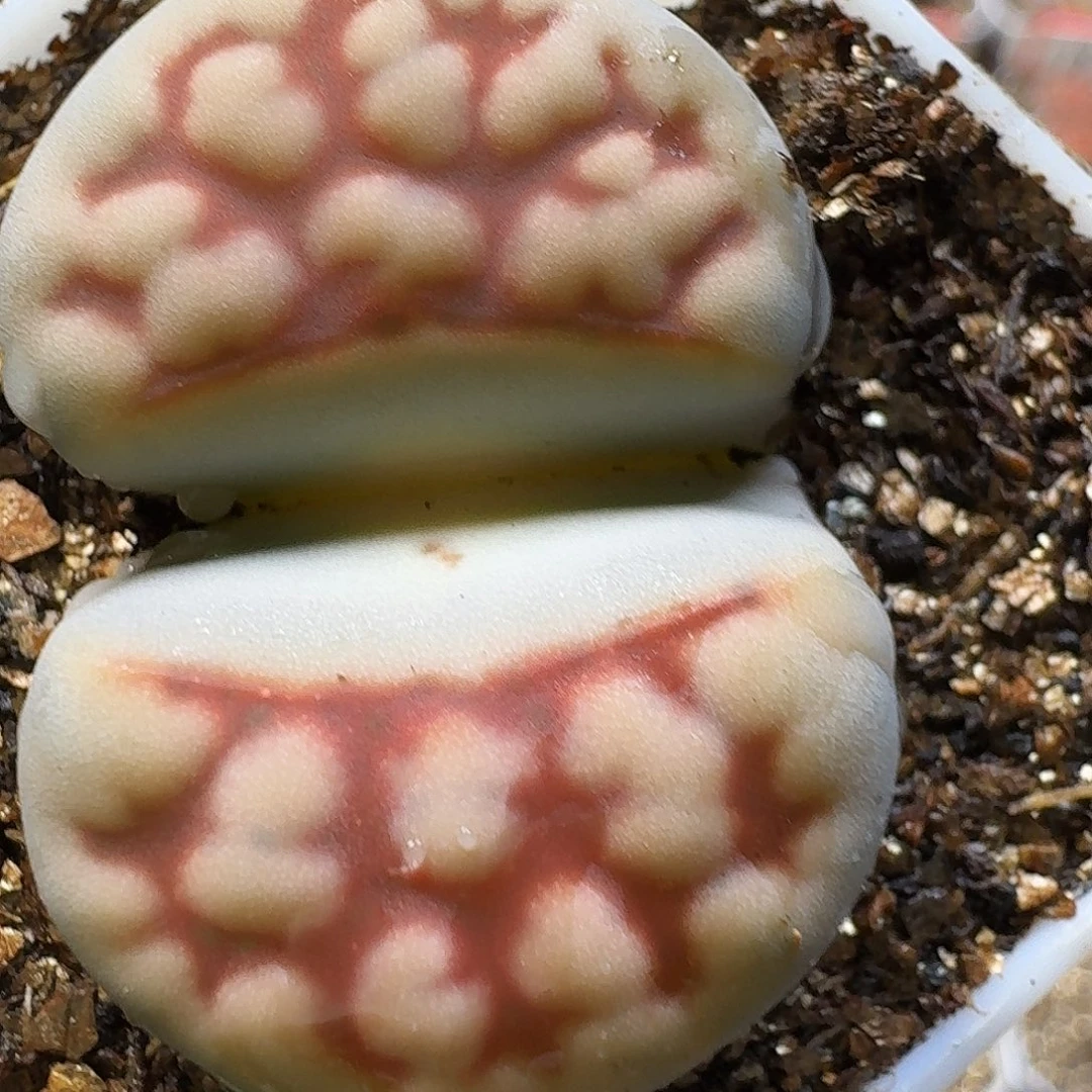 生石花233:：。  59
