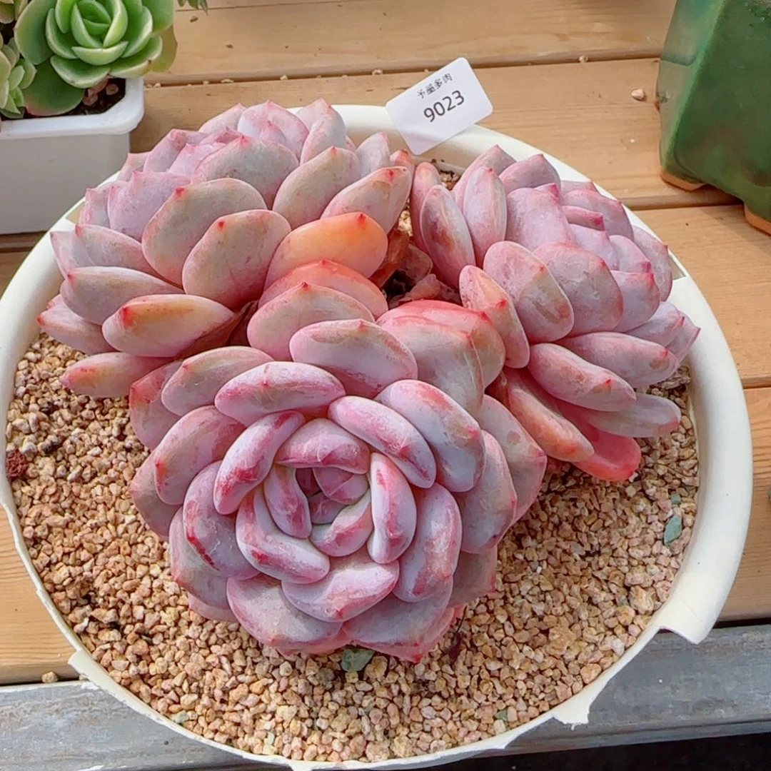 星影无砍，9023多肉植物