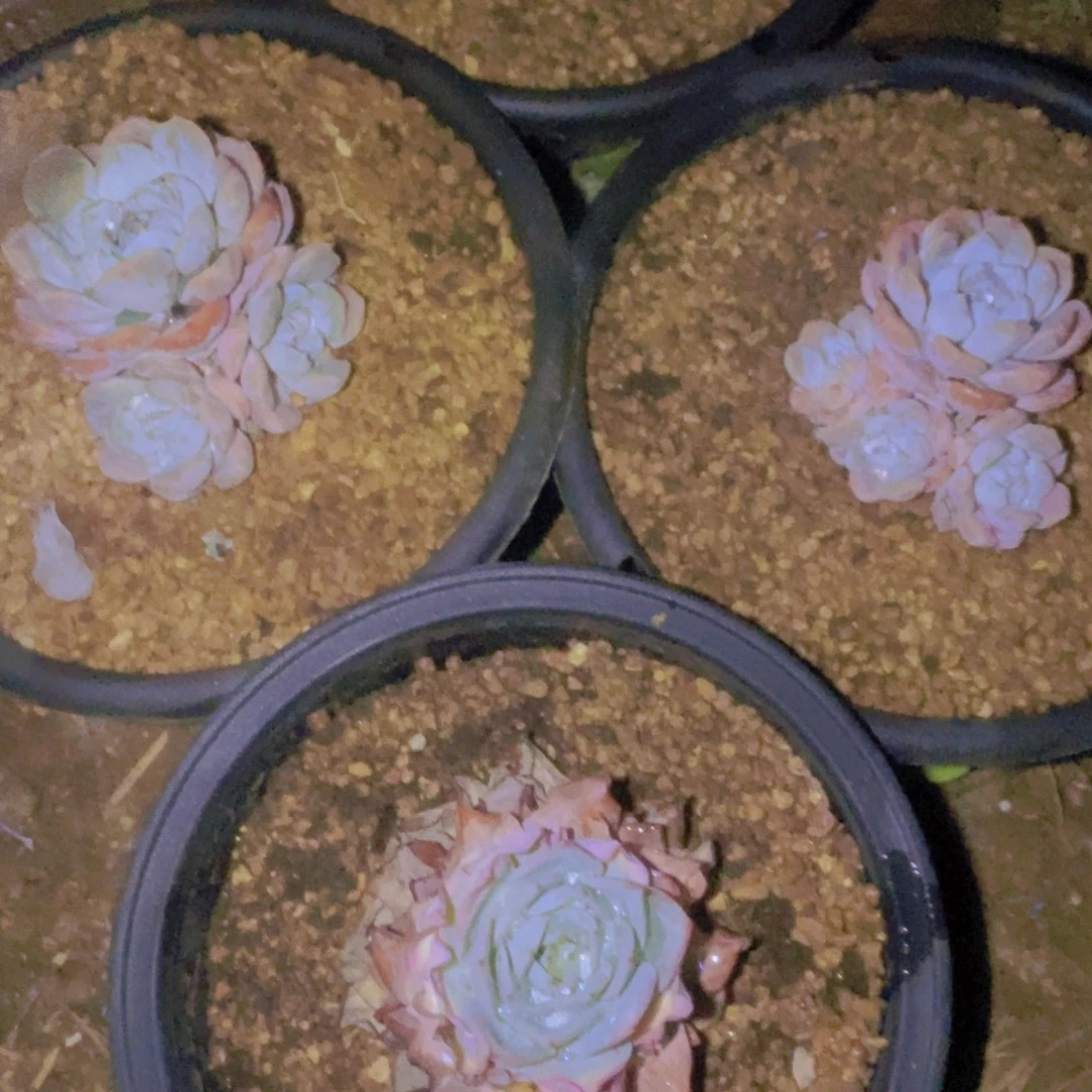 ****.箱拍一单包邮一单