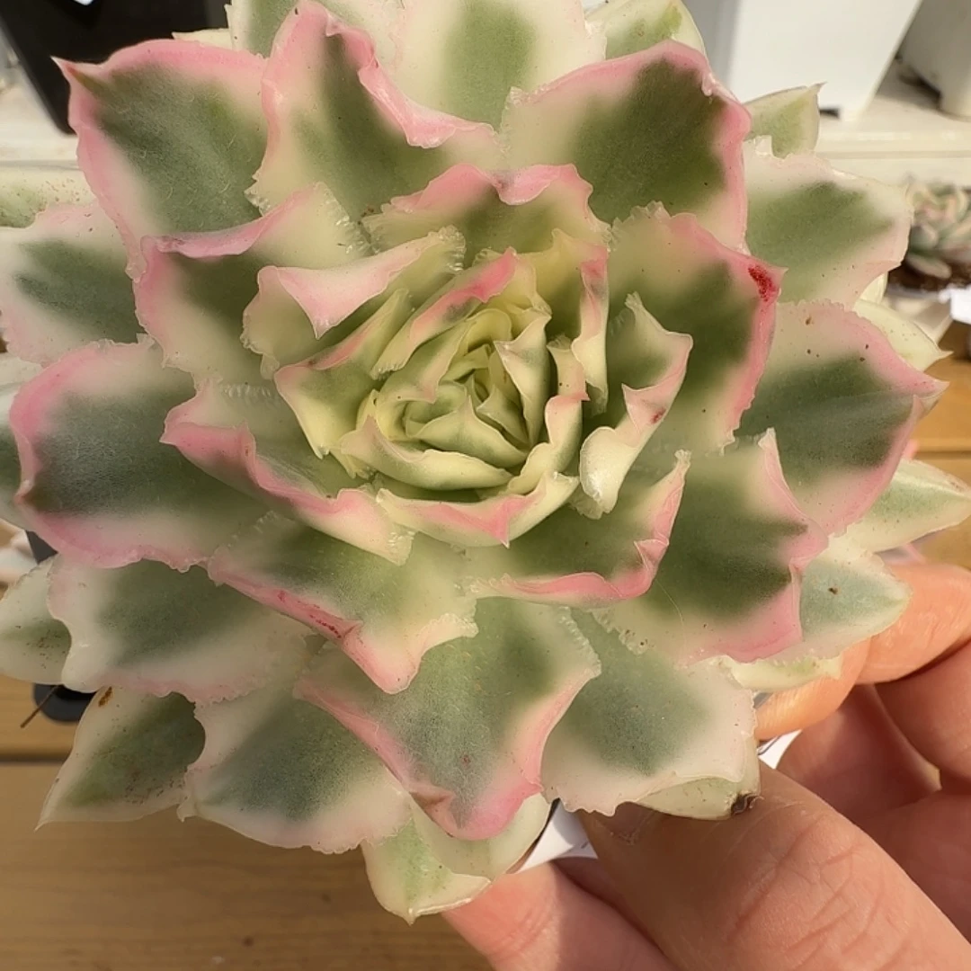 紫蝴蝶锦111122-117