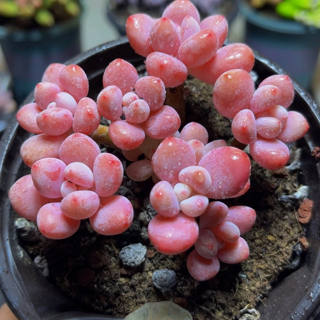 258樱花洛神8.5厘米