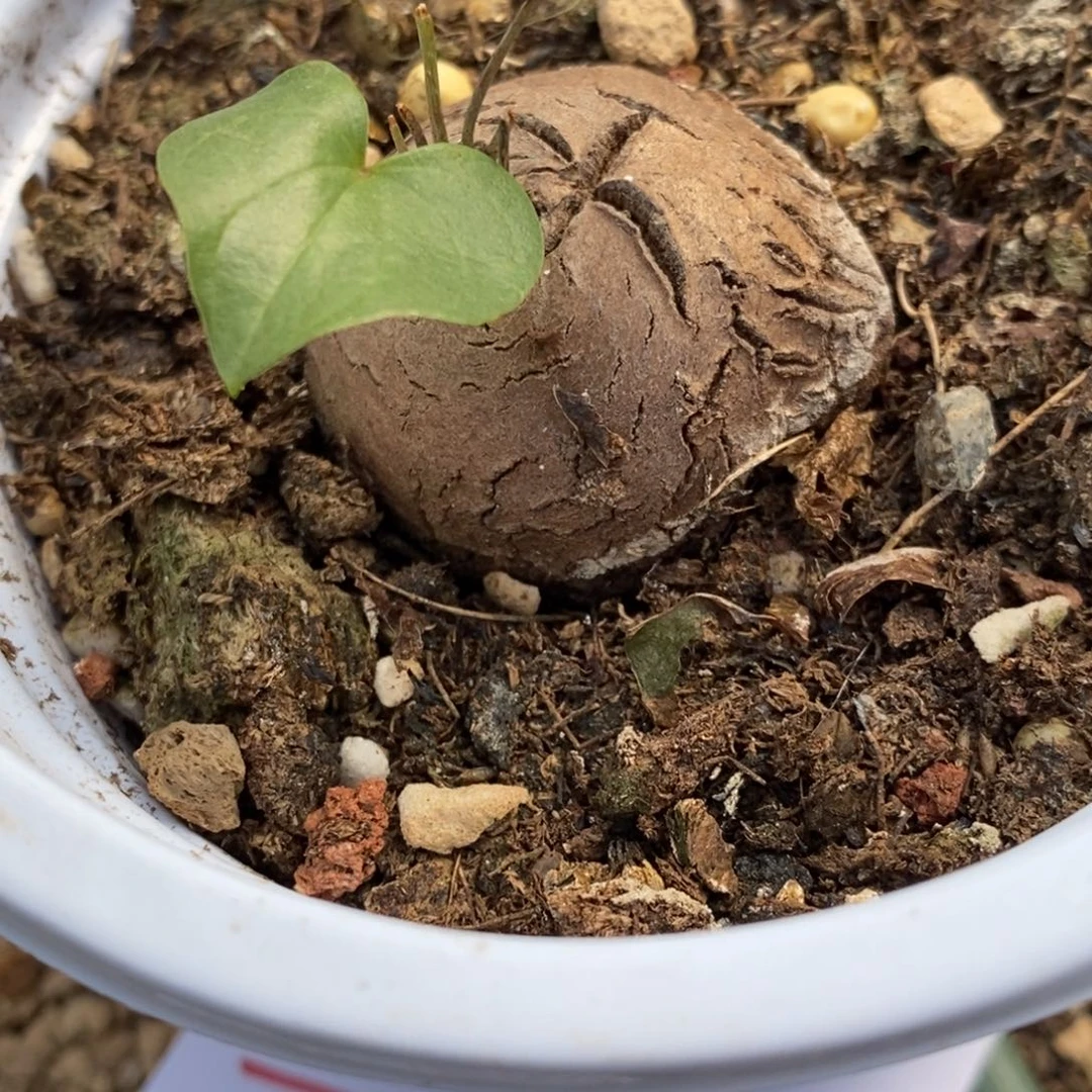 再****…1249龟甲龙一颗一颗