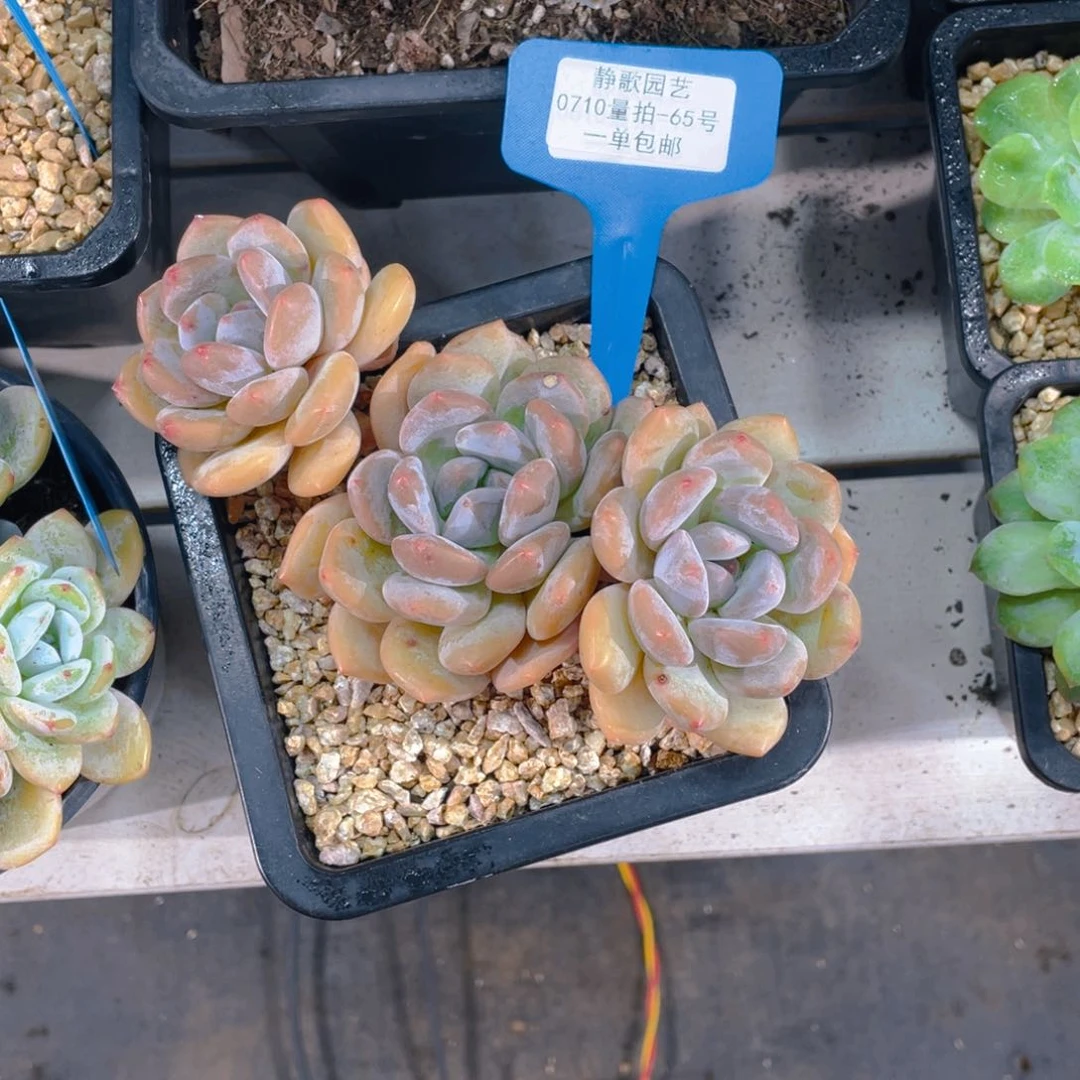 0710-65-香橙群生这一刻