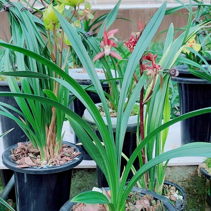 z***c完全开放一物一漂亮开花