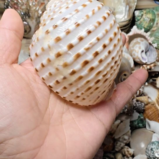 石材寄居蟹替换壳5.5口径