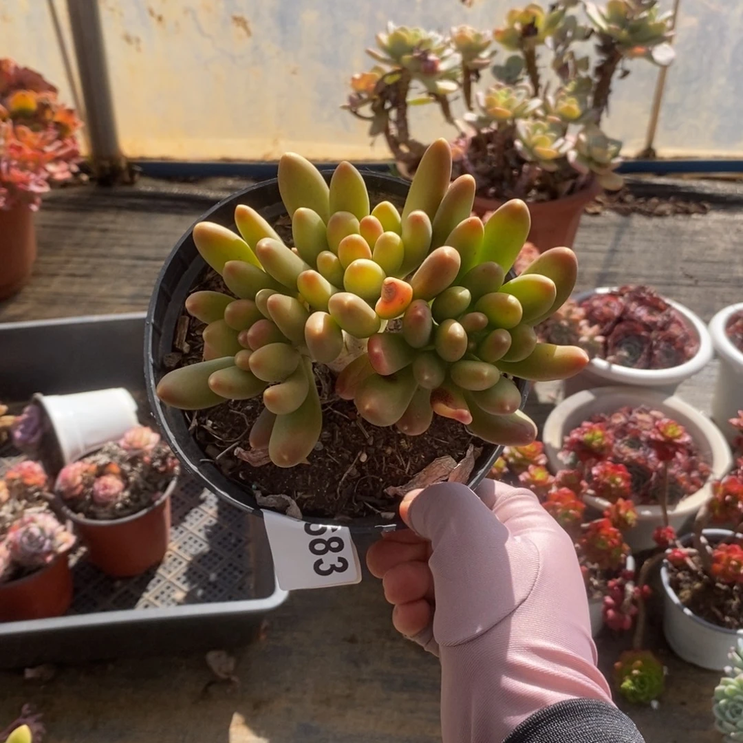 5683金蝉多头一物一拍