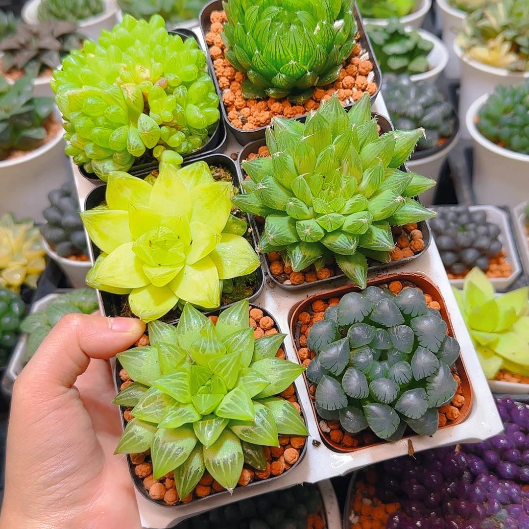 玉露六件套多肉，原盆