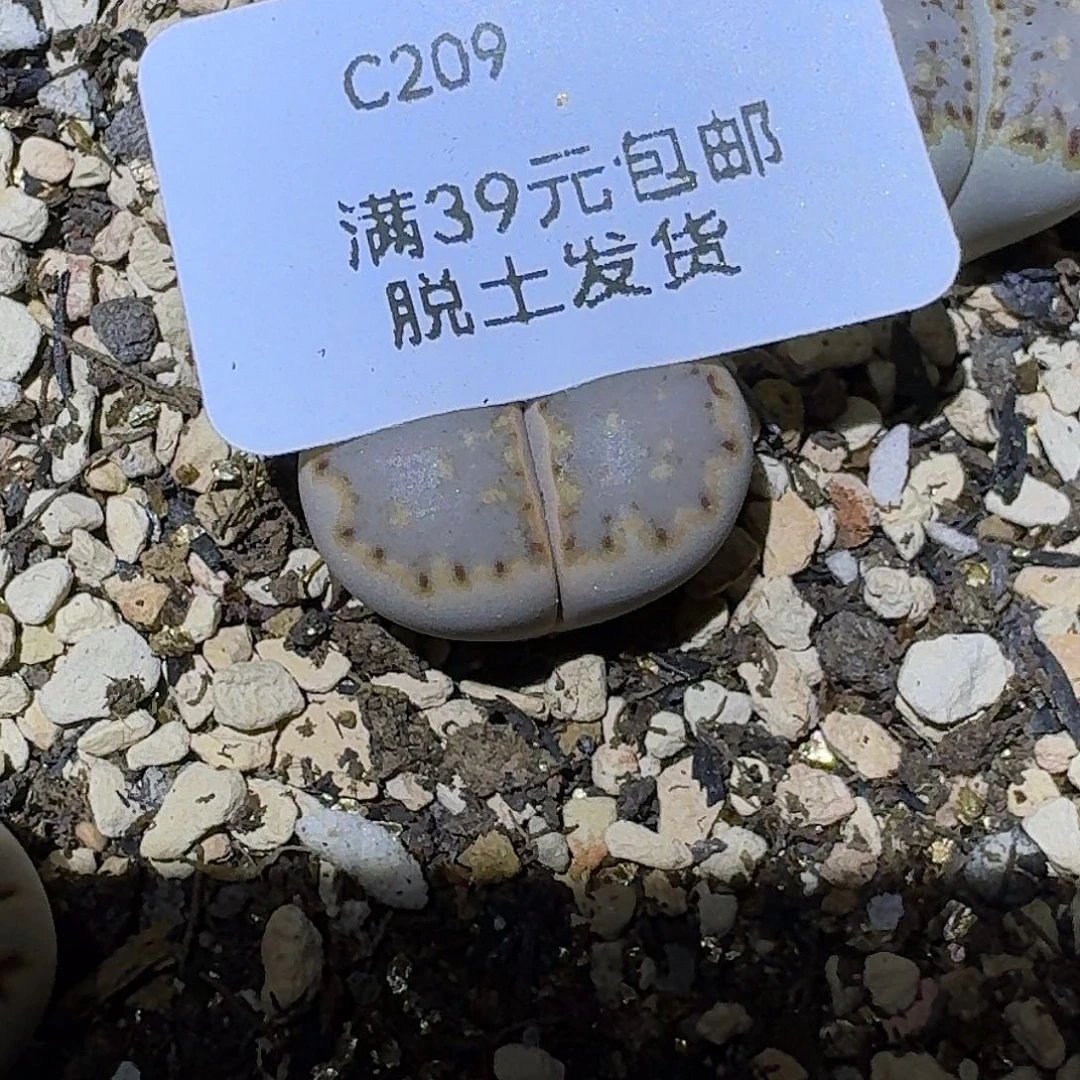 209多肉哈哈哈哈哈哈哈